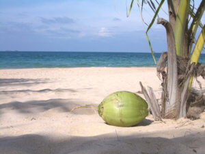 Kokosnuss (freeimages.com/tomdowson-41891)